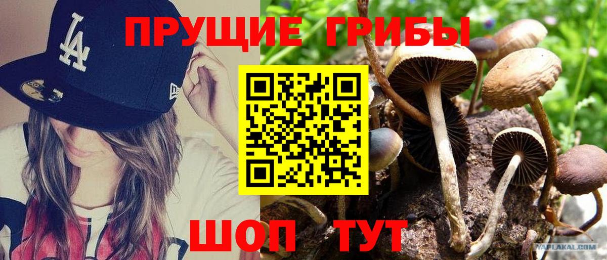 Псилоцибиновые грибы прущие грибы Ефремов
